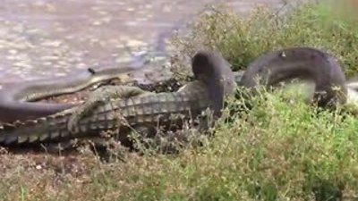 Yılan timsahı böyle yuttu