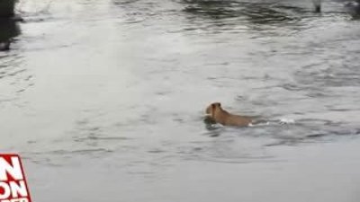 Aslana saldıran timsah