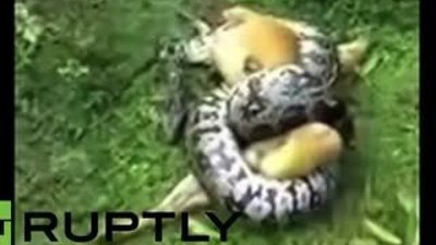 Piton yılanı köpeği affetti