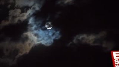 Böcek yiyen etobur bitkiler