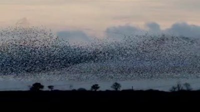 Sığırcık kuşlarının büyüleyen dansı