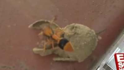 Arıdan mükemmel işçilik