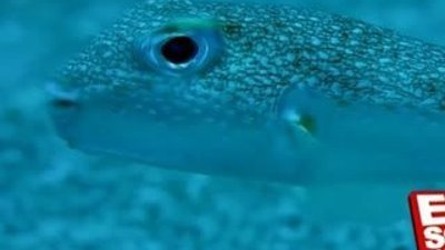 Kirpi balığının sualtındaki muhteşem sanatı