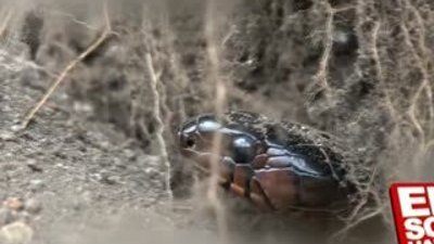 İndigo yılanı piton yılanını mideye indirdi