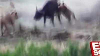 Aslanlara karşı Manda dayanışması