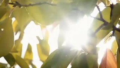 Direksiyonsuz otomobil Toyota FV2 Concept