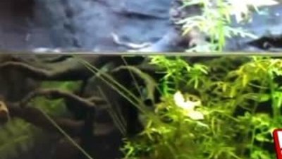 Akvaryumda avlanan okçu balığı