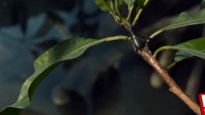 Tükürerek avlanan okçu balığı