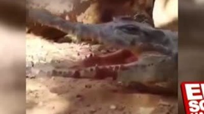 Meraklı kuş timsaha yem oldu