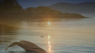 Kambur Balinalar'ın muhteşem görüntüleri