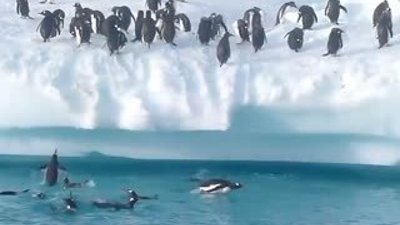 Penguenlerin buzula çıkma çabası