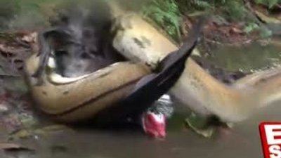 Piton yılanın ördek avı