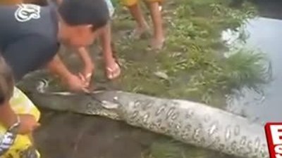 Yılanı canlı canlı yarıp timsahı çıkardılar (+18)