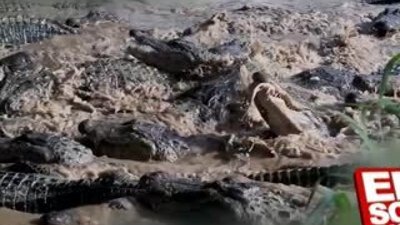 Vahşi doğanın acımasız katili Timsahlar Klip