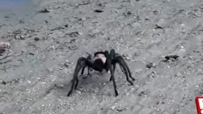 Eşek arısının tarantula avı