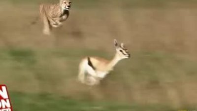 Aslanlar üzerinde tehlikeli deney HD 