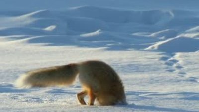 Tilkinin karda fare avı