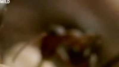 Hayvanların Dövüş Kulübü - Amazon Karıncası