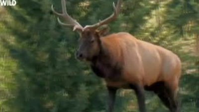 Hayvanların Dövüş Kulübü - Amerikan Geyiği