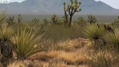 Hayvanların Dövüş Kulübü - Çöl Kaplumbağası