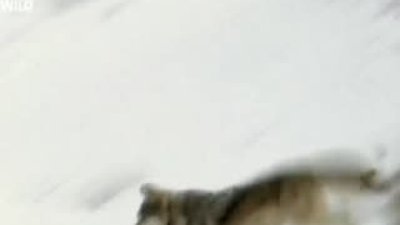 Hayvanların Dövüş Kulübü - Kurtlar