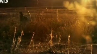 Hayvanların Dövüş Kulübü - Orman Tavuğu