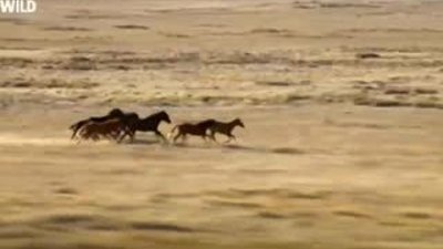 Hayvanların Dövüş Kulübü - Vahşi Atlar