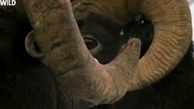 Hayvanların Dövüş Kulübü - Yaban Koyunu