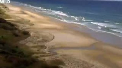 Hayvanların Dövüş Kulübü - Deniz Kartalı