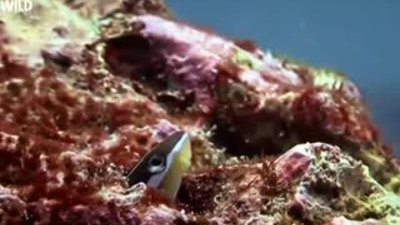 Hayvanların Dövüş Kulübü - Horozbina Balıkları