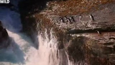 Hayvanların Dövüş Kulübü - Penguenler