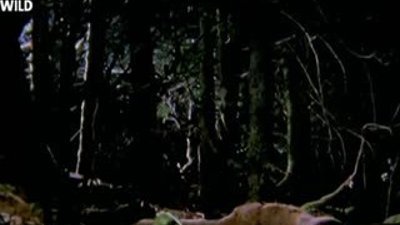 Hayvanların Dövüş Kulübü - Tazmanya Canavarı