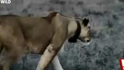 Dişi aslanların akıl dolu domuz avı