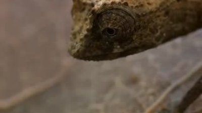 Dünya'nın en küçük sürüngeni: Pigme Bukalemun