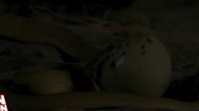 Yumurtayı bütün olarak yutan yılan