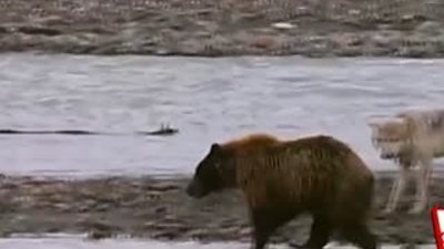 Boz ayının 4 kurt ile kavgası