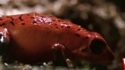 Olum makinesi zehirli ok kurbagasi