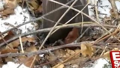 Gelinciklerin kuş avı