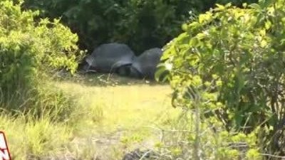 Çiftleşmesi Kesilen Dev Kaplumbağa Saldırıya Geçti 