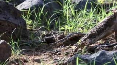 Boynuzlu kertenkele yılanlara karşı