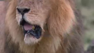 Avı kaptırmamak için timsahlarla yüzleşen aslan