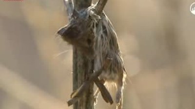 Örümcek kuşunun ölüm tarlası - Uçan Avcılar