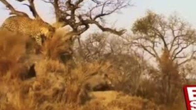 Leoparın domuz avı