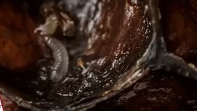 Arının doğumu ve gelişimi