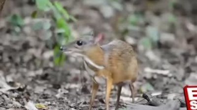 Dünyanın en küçük geyiği