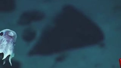 En ilginç sualtı canlıları