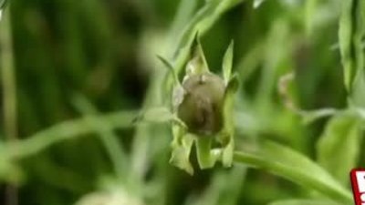 Patlayan bitkilerin inanılmaz görüntüleri