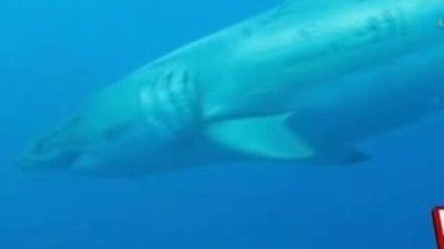 Şimdiye kadar görülen en iri köpek balığı