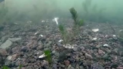 Balığın su altında oltaya takılma görüntüleri