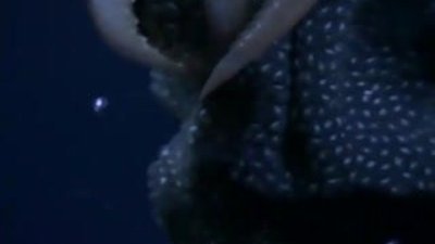 Mürekkep balığının yumurtlama anları kamerada 